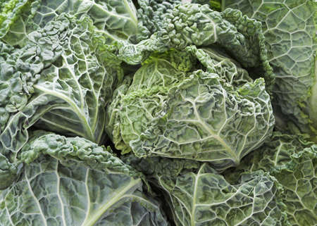 Savoy Cabbagesの写真素材