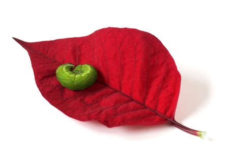Caterpillar on a Red Leafの写真素材