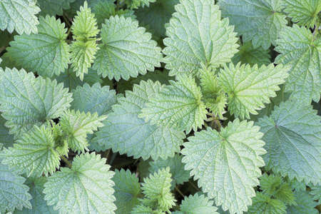 Stinging Nettlesの写真素材