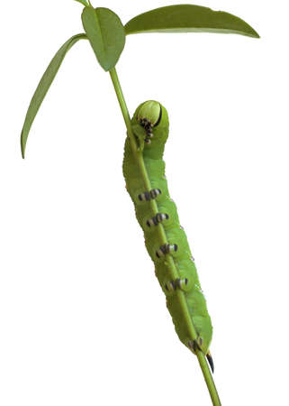 Caterpillarの写真素材