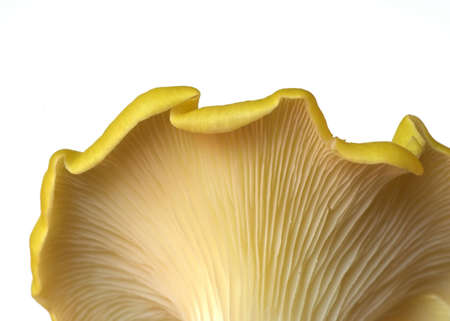 Oyster Mushroomの写真素材