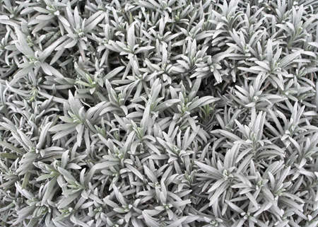 Lavender Backgroundの写真素材