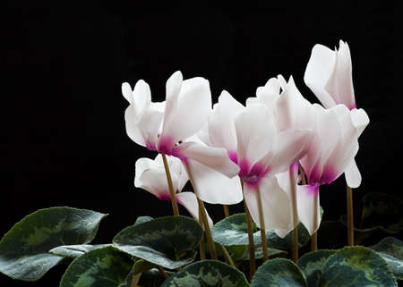 Cyclamen Flowersの写真素材