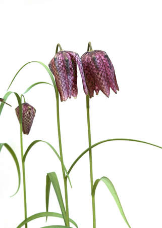 Fritillaria Flowersの写真素材