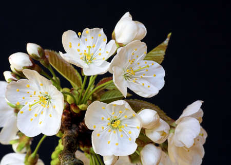 Hawthorn Blossomの写真素材