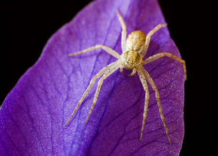 Yellow Spiderの写真素材