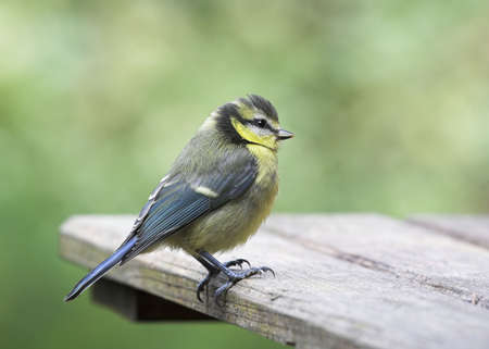 Bird - Blue Titの写真素材