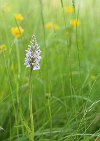Wild Spotted Orchid in a Meadowの写真素材
