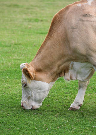 A Simmental cow grazing in a fieldの写真素材