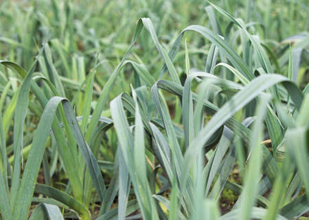 Detail of onion plant leaves in a vegetable gardenの写真素材