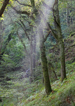 Ancient oak woodland with shaft on sunlightの写真素材