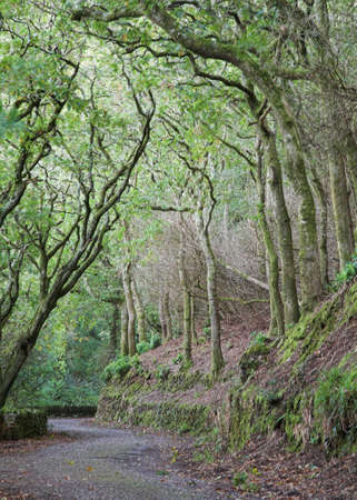 A road through an ancient oak woodlandの写真素材
