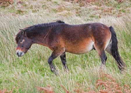 A wild Exmoor pony walking across the moorland.の写真素材