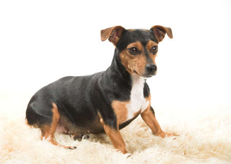 An alert terrier sitting on a sheepskin rugの写真素材