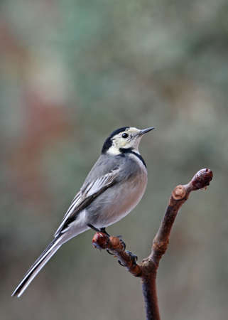 A Pied Wagtail - Motacilla alba - perched on a Horse Chestnut branch.の写真素材