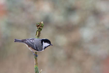 A Coal Tit - Parus ater - perched on a twigの写真素材