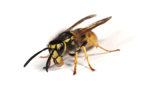 A wasp - Vespula species - with a piece of food in its mandibles