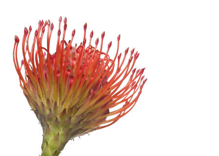 Osteospermum or Pincushion Flower on Whiteの写真素材