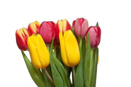 Bunch of different colored tulips on a white backgroundの写真素材