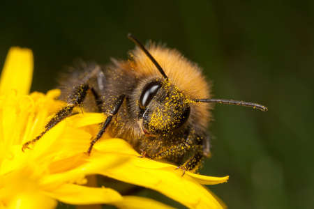 A tree bee - Bombus hypnorum, on a dandelion flower