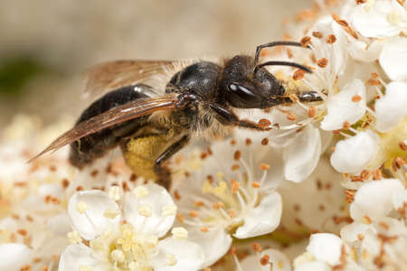 An Andrena bee feeding on pyracantha flowers