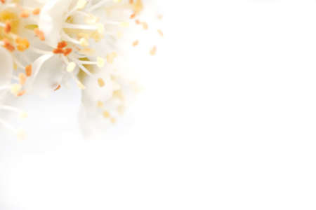 Abstract floral background with defocussed pyracantha blossomの写真素材