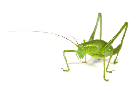 A Speckled Bush Cricket, Leptophyes, punctatissima - on a white background.の写真素材