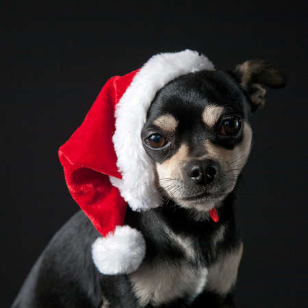 Cute chihuahua dog wearing a Santa hatの写真素材