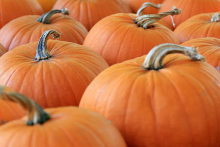 A selection of pumpkins - narrow depth of field.の写真素材