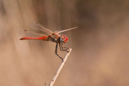 A red dragonfly perched on a plant stemの写真素材