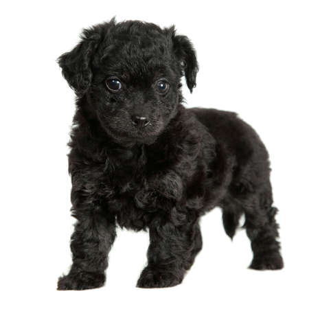 Little black puppy on a white backgroundの写真素材