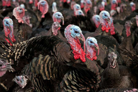 Free-range bronze turkeys ready for Thanksgiving or Christmas