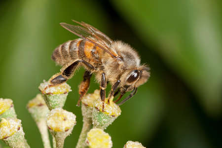 Honeybee - Apis mellifera - on an ivy flowerの写真素材