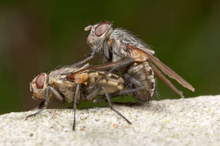 Pollenia Cluster Flies matingの写真素材