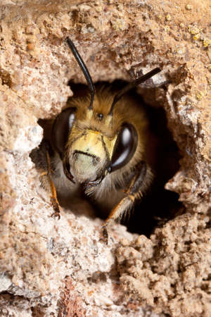 Male Hairy-footed Flower Bee - Anthophora plumipes - in a Nest Burrowの写真素材