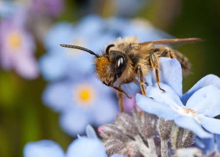 Male Yellow-legged Mining Bee on a Forget-me-not Flowerの写真素材