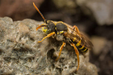 A male Nomada goodeniana cuckoo bee resting on a rock.の写真素材