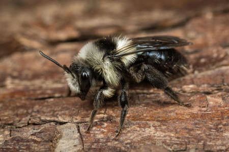 A female Ashy Mining-bee - Andrena cineraria - on a piece of bark.の写真素材