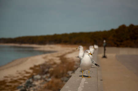 A lineup of Larus delawarensis (ring-billed gulls) are seen on a concrete wall with a bunch of bird droppings. Image was taken in the scenic Assateague island by the Chesapeake bay.の写真素材