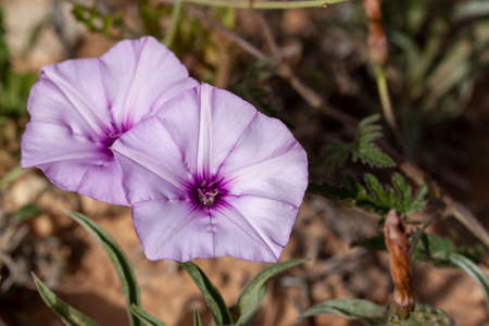 Close up image of a pair of Lavender Moonflowers (Ipomoea turbinata) A delicate light purple, pink...