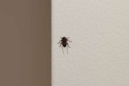 Macro lens image of a tiny black long horned beetle resting on a house wall. Details of the...