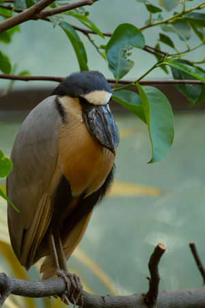Isolated close up image of a boat billed heron (Cochlearius cochlearius) seen on a tree branch. It...