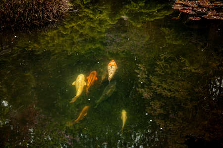 A peaceful abstract image featuring a reflection pond with crystal clear water. Reflections of all surrounding plants are very sharp. A group of koi fish are shoaling underneath water in harmony.の写真素材