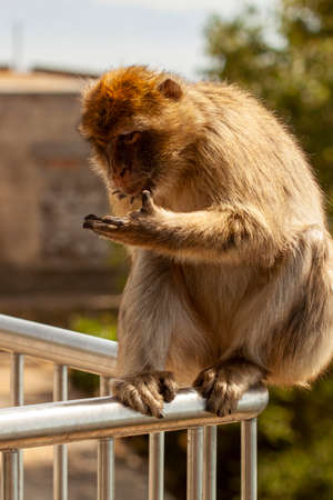 A curious barbary macaque looking at his hand while sitting on railings. These apes roam freely around the visitor center in the rock of Gibraltar where they often scavenge food from tourists visitingの写真素材