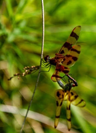 Close up image of two halloween pennant dragonflies (Celithemis eponina) during copulation. The two dragonflies with brown bands on wings are in mating wheel position. Male has lighter color.の写真素材