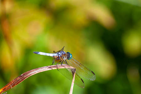 A close up isolated image of a vibrant colored blue dasher dragonfly (Pachydiplax longipennis) on a...