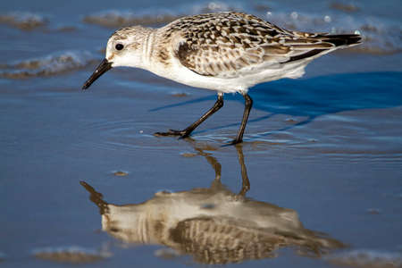 close up isolated image of a semipalmated sandpiper (Calidris pusilla) hunting for sand crabs on wet...