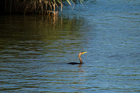 Image of a double crested cormorant (Phalacrocorax auritus) swimming in Chesapeake bay. This black...