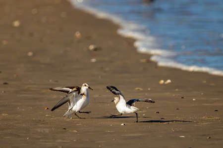 close up isolated image of two semipalmated sandpipers (Calidris pusilla) fighting. These are very territorial birds and males often fight eachotherの写真素材