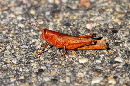 Close up macro lens image of a Carolina Locust (Dissosteira carolina) standing on stone ground. This vibrant red, orange large grasshopper is commonly found in the USA.の写真素材